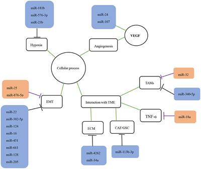 Biological implications and clinical potential of invasion and migration related miRNAs in glioma